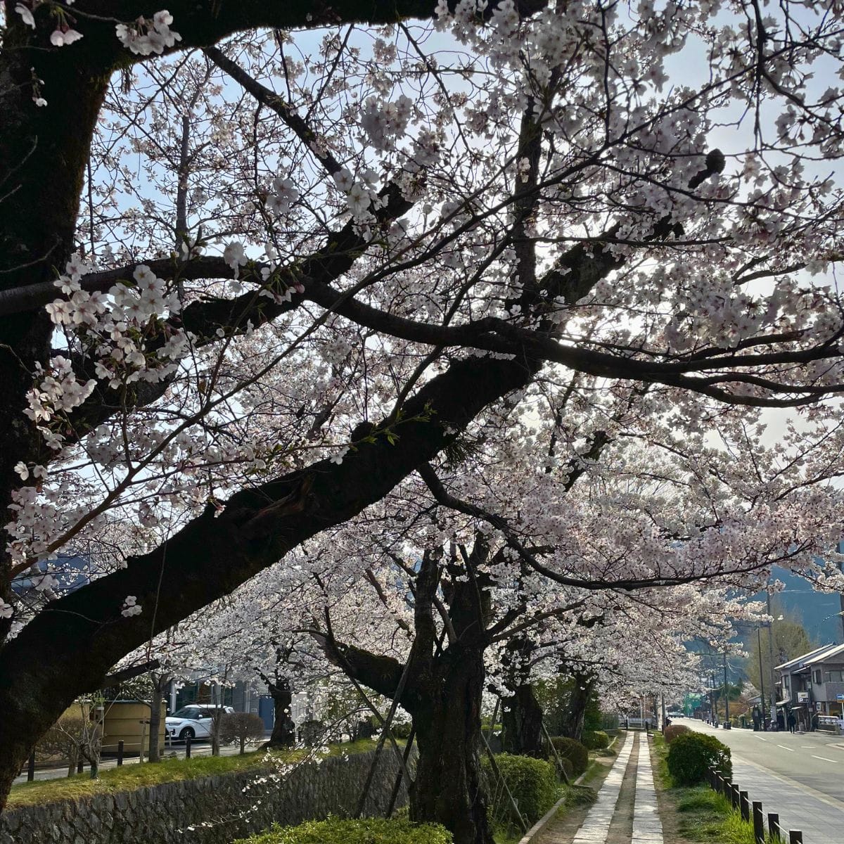 Mt. Daimonji - Spring Hike from Demachiyanagi to Keage – Kyoto in Full Bloom