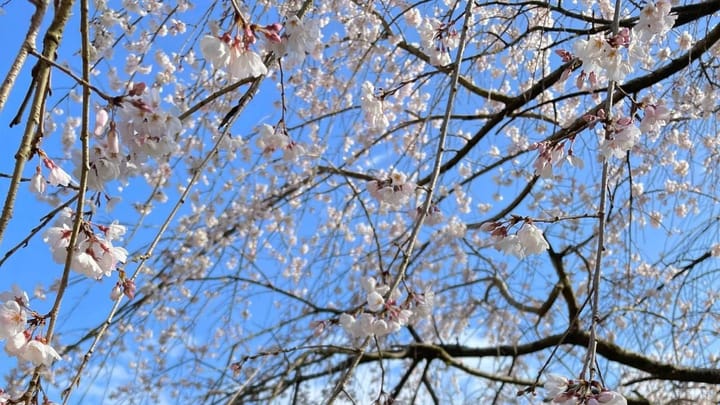 Cherry Blossoms